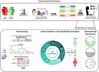 Machine Learning Analysis of Naïve B-Cell Receptor Repertoires Stratifies Celiac Disease Patients and Controls